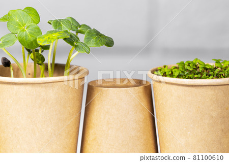 Microgreens closeup. Young green sprouts for food in paper cup. Diet food. Herbal growing. Healthy eating concept in light background.Eco Friendly Theme Microgreens closeup. Young green sprouts for food in paper cup. Diet food. Herbal growing. Healthy eating concept in light background.Eco Friendly Theme 81100610