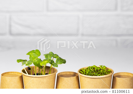 Paper eco cup with fresh green microgreens salad lined up. Different herb and vegetables growing. Copyspace, Food Background, Seedling Paper eco cup with fresh green microgreens salad lined up. Different herb and vegetables growing. Copyspace, Food Background, Seedling 81100611