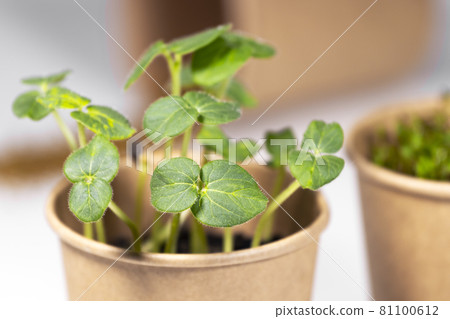 Microgreens closeup. Young green sprouts for food in paper cup. Diet food. Herbal growing. Healthy eating concept in light background.Eco Friendly Theme Microgreens closeup. Young green sprouts for food in paper cup. Diet food. Herbal growing. Healthy eating concept in light background.Eco Friendly Theme 81100612