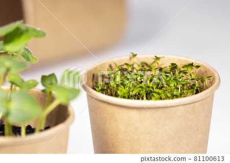 Microgreens closeup. Young green sprouts for food in paper cup. Diet food. Herbal growing. Healthy eating concept in light background.Eco Friendly Theme Microgreens closeup. Young green sprouts for food in paper cup. Diet food. Herbal growing. Healthy eating concept in light background.Eco Friendly Theme 81100613