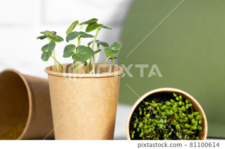 Microgreens closeup. Young green sprouts for food in paper cup. Diet food. Herbal growing. Healthy eating concept in light background.Eco Friendly Theme Microgreens closeup. Young green sprouts for food in paper cup. Diet food. Herbal growing. Healthy eating concept in light background.Eco Friendly Theme 81100614