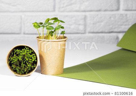 Microgreen Plants in paper eco cup. Young green sprouts growing. Healthy eating concept. Light brick background. Copyspace, Eco Friendly Theme Microgreen Plants in paper eco cup. Young green sprouts growing. Healthy eating concept. Light brick background. Copyspace, Eco Friendly Theme 81100616