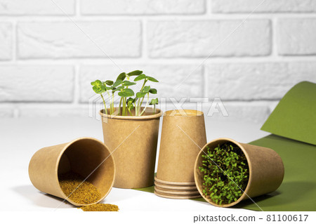 Microgreen Plants in paper eco cup. Young green sprouts growing. Healthy eating concept. Plant seeds. Light brick background. Copyspace, Eco Friendly Theme Microgreen Plants in paper eco cup. Young green sprouts growing. Healthy eating concept. Plant seeds. Light brick background. Copyspace, Eco Friendly Theme 81100617
