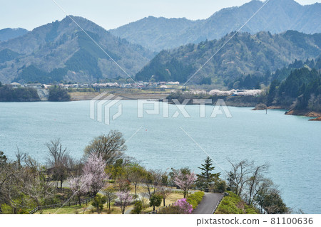 神奈川縣鳥居原公園的宮瀨湖 神奈川縣鳥居原公園的宮瀨湖 81100636