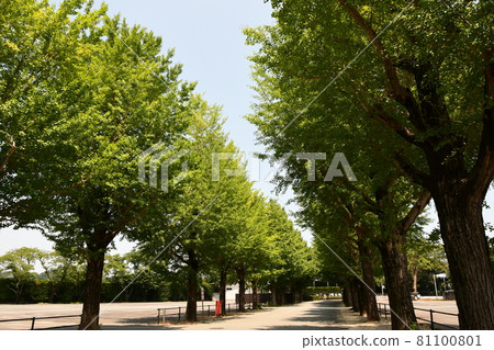 High summer High summer 81100801