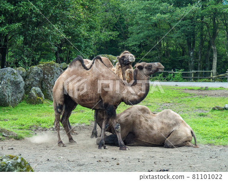 Fuji Safari Park Fraco Brakda Fuji Safari Park Fraco Brakda 81101022