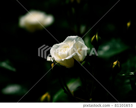 Breath of roses Breath of roses 81101653