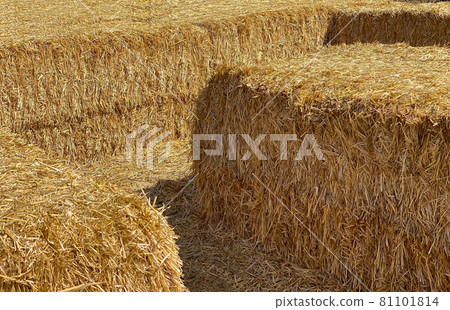 Hay in a bale in a sunny day close-up. Food product for farm animals, farming concept 81101814