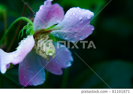 Rainy day flowers Rainy day flowers 81101871