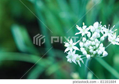 新聚蔥 新聚蔥 81101884