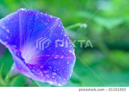 Hirao Gao Hirao Gao 81101893