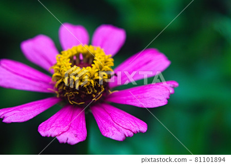 Zinnia on a rainy day Zinnia on a rainy day 81101894