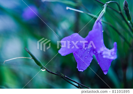 Drops of bellflower 81101895