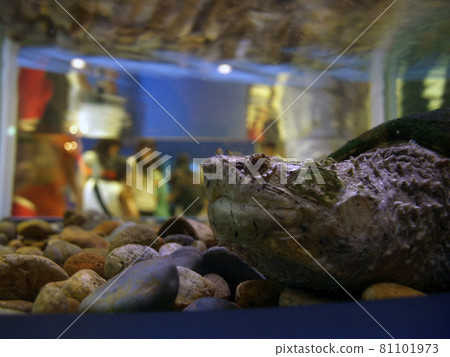 Snapping turtle in the aquarium 81101973
