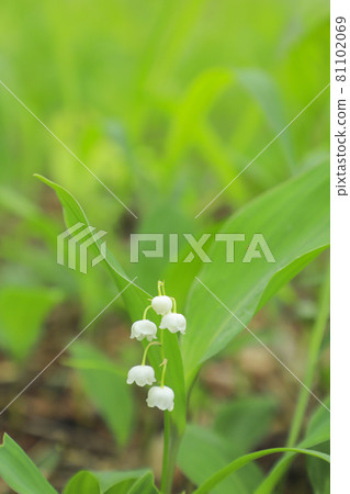 Pretty Japanese lily of the valley Ashikawa lily of the valley colony 81102069