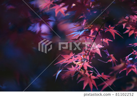 Autumn leaves 81102252
