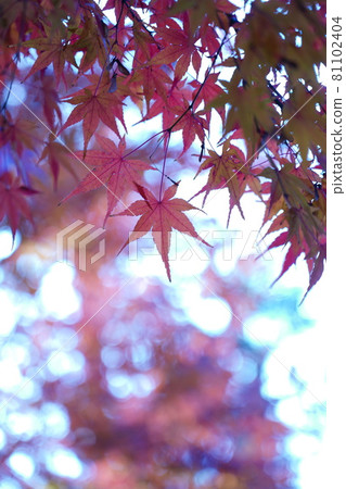 秋天的樹葉 81102404