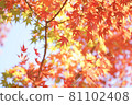 秋天的樹葉 81102408