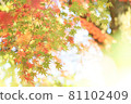 秋天的樹葉 81102409