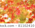 秋天的樹葉 81102410