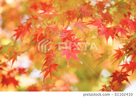 秋天的樹葉 81102410