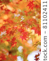 秋天的樹葉 81102411
