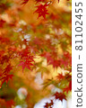 秋天的樹葉 81102455