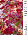 秋天的樹葉 81102456