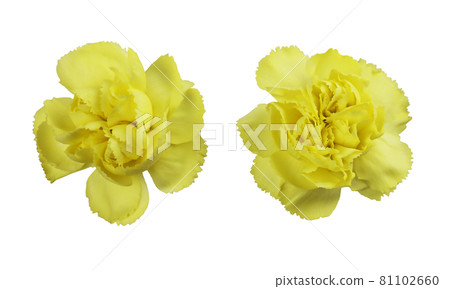 Set of yellow carnation flowers isolated on white 81102660
