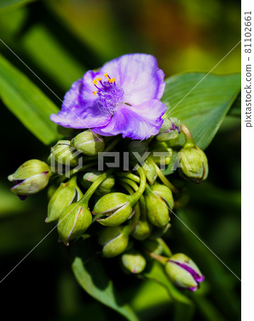 盛開在東京板橋公園裡的 Tradescantia 81102661