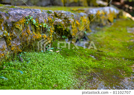 青苔石階 青苔石階 81102707