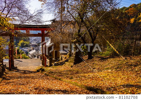 奈良縣櫻井市 地毯和落葉鳥居 81102708