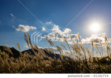 Soni Village, Nara Prefecture, Soni Plateau, Miscanthus sinensis extending into the blue sky 81102714