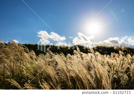 Soni Village, Nara Prefecture Soni Plateau Blue Sky, Sun and Miscanthus sinensis Soni Village, Nara Prefecture Soni Plateau Blue Sky, Sun and Miscanthus sinensis 81102715