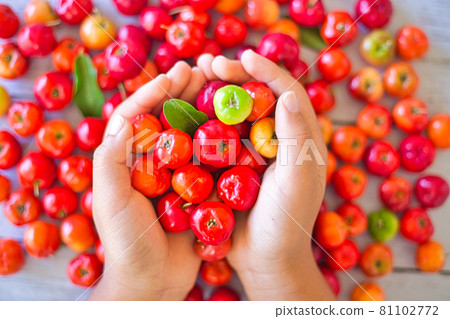 Freshly harvested acerola harvest Freshly harvested acerola harvest 81102772