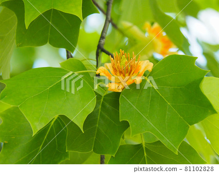 Tulip tree blooming in Akatsuka Botanical Garden, Itabashi-ku, Tokyo 81102828