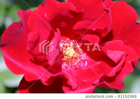 Toyota City Nishiyama Park Rose Garden Toyota City Nishiyama Park Rose Garden 81102868