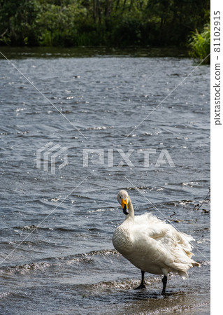 烏托奈湖和天鵝 烏托奈湖和天鵝 81102915