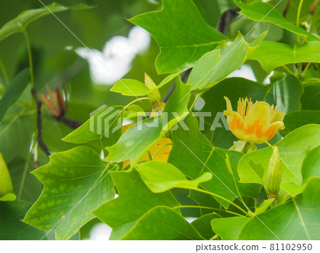 Tulip tree blooming in Akatsuka Botanical Garden, Itabashi-ku, Tokyo 81102950