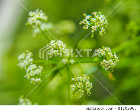 Celery flowers blooming at Akatsuka Botanical Garden in Itabashi-ku, Tokyo 81102963