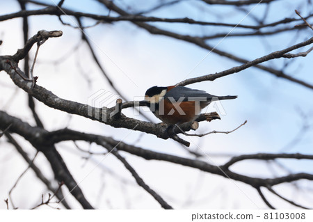 Varied tit perched on a branch Varied tit perched on a branch 81103008