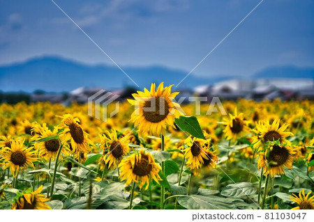 A group of sunflowers living in midsummer (delicate focus) 81103047