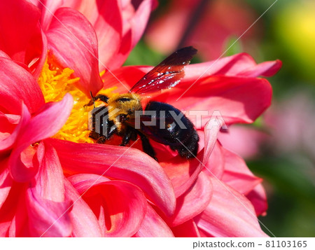 大麗花花和蜂 大麗花花和蜂 81103165