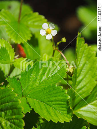 Wild strawberry flowers blooming at Akatsuka Botanical Garden in Itabashi-ku, Tokyo Wild strawberry flowers blooming at Akatsuka Botanical Garden in Itabashi-ku, Tokyo 81103224