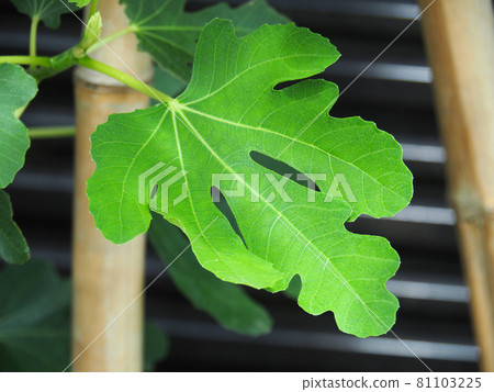 Fig leaves at Akatsuka Botanical Garden, Itabashi-ku, Tokyo 81103225