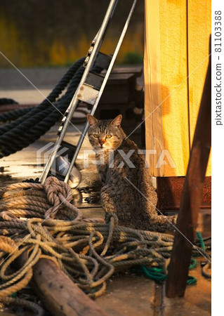 A cat talking to me in a fishing village A cat talking to me in a fishing village 81103388