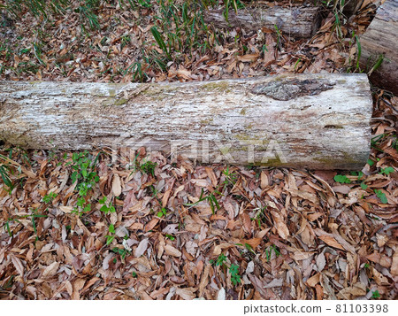 Dead leaves and dead trees Dead leaves and dead trees 81103398