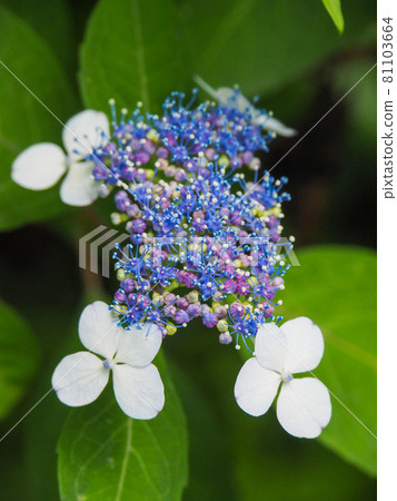東京板橋區赤塚植物園盛開的小豆茶 東京板橋區赤塚植物園盛開的小豆茶 81103664