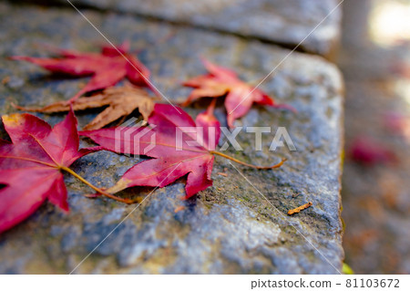 秋葉和石階 秋葉和石階 81103672