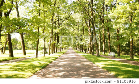 彷彿被吸入的森林入口 81103916